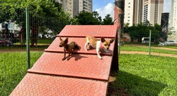 Goiânia conta com 82 espaços públicos gratuitos projetados para recreação de pets